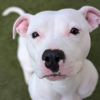 Pit Bull Terrier Dogs Available for Adoption in Toledo, Ohio - Cashmere | PetCurious