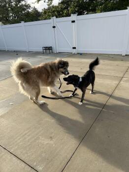 Mozie -  Border Collie and Australian Shepherd Dog for Adoption in Lancaster, Pennsylvania - Mozie | PetCurious