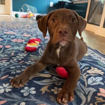 Allie -  Chocolate Labrador Retriever and Mixed Breed Dog for Adoption in Daphne, Alabama - Allie | PetCurious