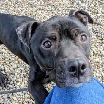 Pablo -  Mixed Breed Dog for Adoption in Jeffersonville, Indiana - Pablo | PetCurious