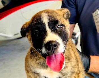 Jack -  Hound Dog for Adoption in West Palm Beach, Florida - Jack | PetCurious