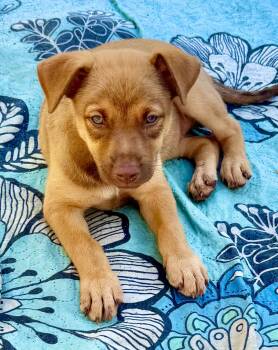 Pipper -  Terrier and Australian Shepherd Dog for Adoption in Homestead, Florida - Pipper | PetCurious