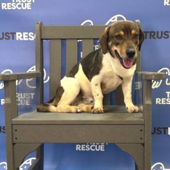 Basset Hound Dogs Available for Adoption - FOZZIE | PetCurious