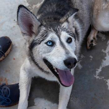 Rescue Siberian Husky Dogs for Adoption in Kanab, Utah - Nina | PetCurious