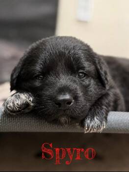Spyro -  German Shepherd Dog Dog for Adoption in Pleasant Hill, California - Spyro | PetCurious