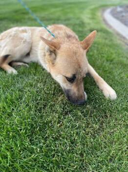 Rescue German Shepherd Dog and Belgian Shepherd Malinois Dogs for Adoption in Richland, Washington - Bear Shepard | PetCurious