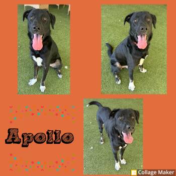 Rescue Labrador Retriever and Shepherd Dogs for Adoption in Clearfield, Pennsylvania - Apollo | PetCurious