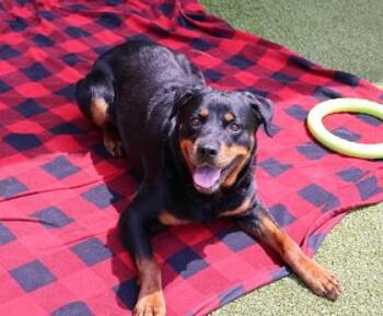 Daphne -  Mixed Breed Dog for Adoption in Athens, Georgia - Daphne | PetCurious