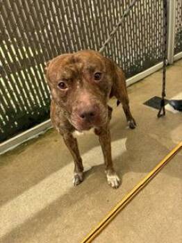 Pit Bull Terrier and Mixed Breed Dogs Available for Adoption in Gainesville, Florida - Domino | PetCurious