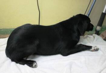 Labrador Retriever and Mixed Breed Dogs Available for Adoption in Picayune, Mississippi - Debbie | PetCurious