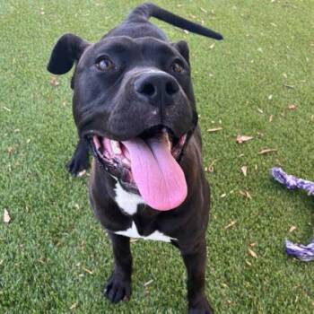Larry FKA Sputnik -  Terrier and Mixed Breed Dog for Adoption in Gastonia, North Carolina - Larry FKA Sputnik | PetCurious