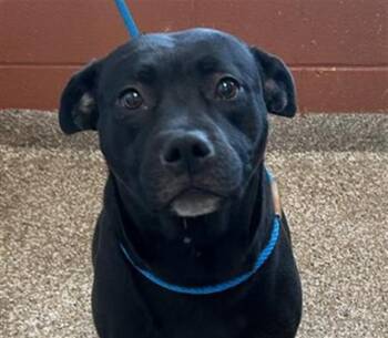 Pit Bull Terrier Dogs Available for Adoption - JOSIE | PetCurious