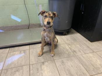 Rescue Catahoula Leopard Dog and Staffordshire Bull Terrier Dogs for Adoption in Grand Prairie, Texas - GARY | PetCurious