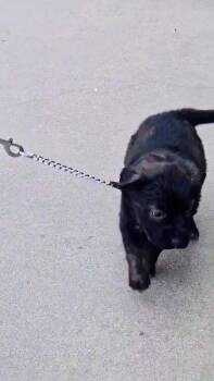 Labrador Retriever and Mixed Breed Dogs Available for Adoption in Evergreen, Colorado - Waffles | PetCurious