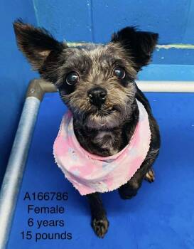 Terrier and Mixed Breed Dogs Available for Adoption - Goldie | PetCurious