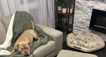 Rescue American Bulldog Dogs for Adoption in Pointe-claire, Quebec - Tubby | PetCurious