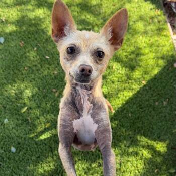 Chihuahua Dogs Available for Adoption in Newport Beach, California - Ethel | PetCurious
