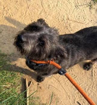 Roxy -  Mixed Breed Dog for Adoption in Morristown, New Jersey - Roxy | PetCurious
