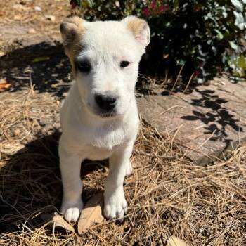 Great Pyrenees Dogs Available for Adoption in Brownsboro, Alabama - Baby Bear | PetCurious