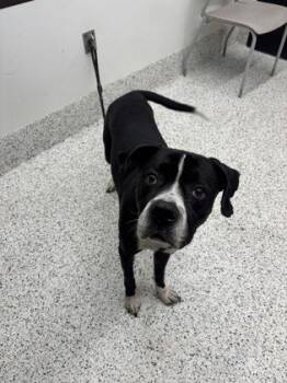 Doofy -  Mixed Breed Dog for Adoption in Atlanta, Georgia - Doofy | PetCurious