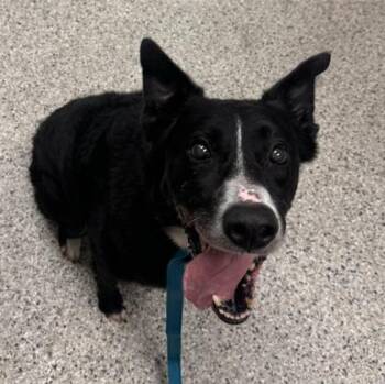 Dominick -  Border Collie and Mixed Breed Dog for Adoption in Kansas City, Missouri - Dominick | PetCurious