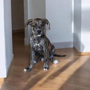 GreenBean BM2 -  Mixed Breed Dog for Adoption in Isabela, Isabela - GreenBean BM2 | PetCurious