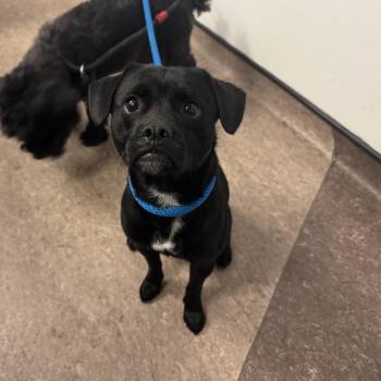 Oak -  Pug Dog for Adoption in Brentwood, Missouri - Oak | PetCurious