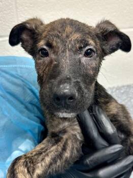 Angela -  Mixed Breed Dog for Adoption in Wichita, Kansas - Angela | PetCurious