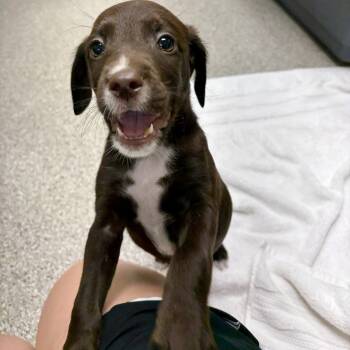 Koko -  English Springer Spaniel and Labrador Retriever Dog Available for Adoption in Fullerton, Pennsylvania - Koko | PetCurious