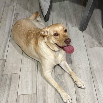 Sandy -  Labrador Retriever Dog for Adoption in Farmersville, Texas - Sandy | PetCurious
