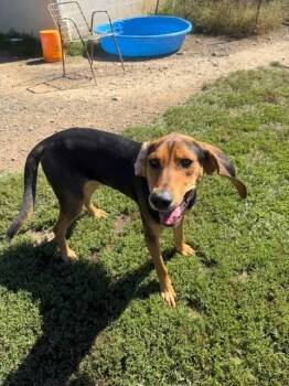 Lumi -  Hound Dog for Adoption in Augusta, West Virginia - Lumi | PetCurious