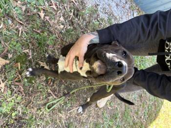Rescue Shar Pei Dogs for Adoption in Manchester, Tennessee - Boscoe | PetCurious