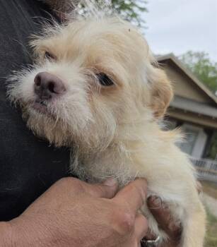 BLANCA -  Chihuahua and Yorkshire Terrier Dog for Adoption in San Antonio, Texas - BLANCA | PetCurious