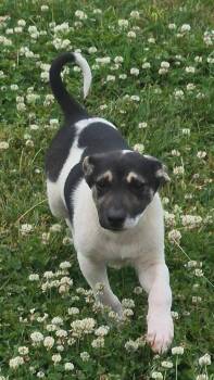 Mixed Breed Dogs Available for Adoption in Taycheedah, Wisconsin - Versa | PetCurious