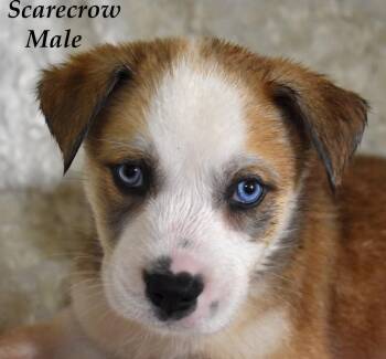 Scarecrow -  Husky and Terrier Dog for Adoption in Springfield, Ohio - Scarecrow | PetCurious
