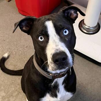 Draeko -  Husky and Pit Bull Terrier Dog for Adoption in Rifle, Colorado - Draeko | PetCurious