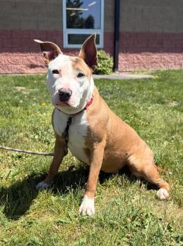 Pit Bull Terrier Dogs Available for Adoption in Maryville, Missouri - Serenity | PetCurious