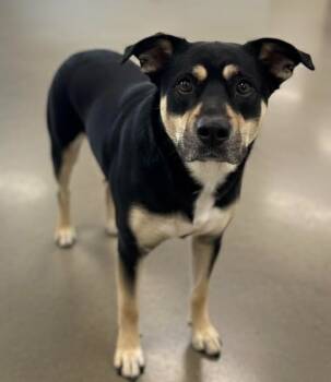 Rescue German Shepherd Dog Dogs for Adoption in Athens, Alabama - LUNA | PetCurious