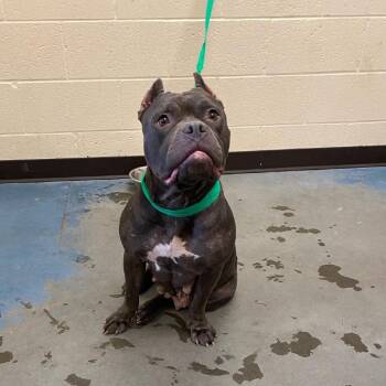 Emerald -  Mixed Breed Dog for Adoption in Memphis, Tennessee - Emerald | PetCurious