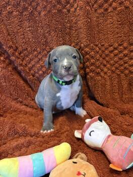 Clove (Mama Glorias Cozy Cafe Crew Litter) -  Pit Bull Terrier Dog for Adoption in Carmel Hamlet, New York - Clove (Mama Glorias Cozy Cafe Crew Litter) | PetCurious