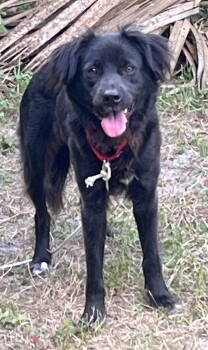 Rescue Border Collie Dogs for Adoption in Aloma, Florida - Tiffany | PetCurious