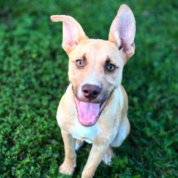 Presley -  Australian Cattle Dog Blue Heeler Dog for Adoption in Austin, Texas - Presley | PetCurious