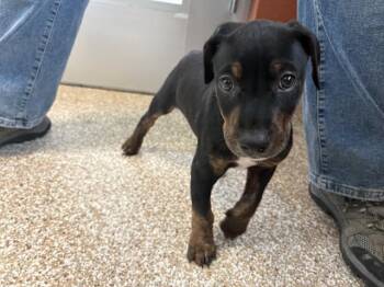 Doberman Pinscher and Mixed Breed Dogs Available for Adoption in Pueblo, Colorado - ARTHUR | PetCurious