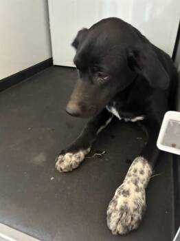 SPECKIES -  German Shepherd Dog and Mixed Breed Dog for Adoption in San Jose, California - SPECKIES | PetCurious