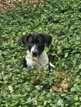 Alba -  Mixed Breed Dog for Adoption in Brookshire, Texas - Alba | PetCurious