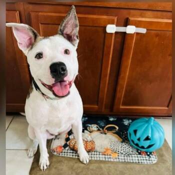 Rescue Staffordshire Bull Terrier Dogs for Adoption in Richmond, Texas - NYLAH | PetCurious