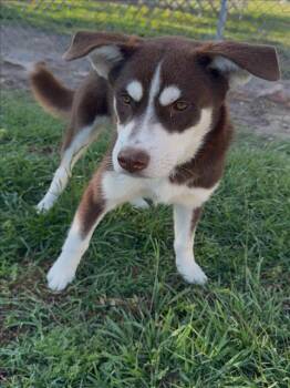 Siberian Husky and Mixed Breed Dogs Available for Adoption in Conroe, Texas - WITT | PetCurious