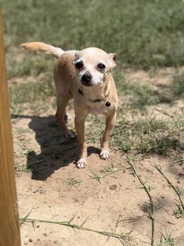 Tito -  Chihuahua Dog for Adoption in Lorida, Florida - Tito | PetCurious