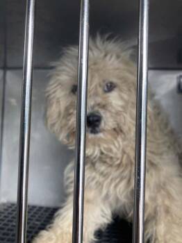 Rose ~FOSTER or FOSTER TO ADOPT NEEDED~ -  Poodle Dog for Adoption in Minneapolis, Minnesota - Rose ~FOSTER Or FOSTER TO ADOPT NEEDED~ | PetCurious