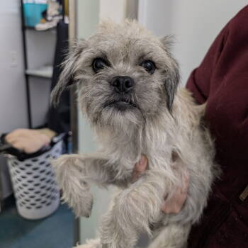 Rescue Wire Fox Terrier Dogs for Adoption in Chico, California - PYRITE | PetCurious